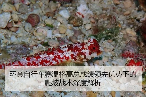 huan-yi-zi-xing-che-sai-wen-ge-gao-zong-cheng-ji-ling-xian-you-shi-xia-de-pa-po-zhan-shu-shen-du-jie-xi-2-271.jpg